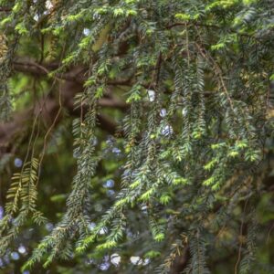 TAXUS BACCATA, L, TASSO, ALLBERO DELLA MORTE, ENGLISH YEW, TAXACEAE, EUROPA, ASIA MINORE, AFRICA SETTENTRIONALE