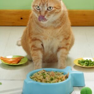 PREPARAZIONE PER GATTO + ARTURO - 4404