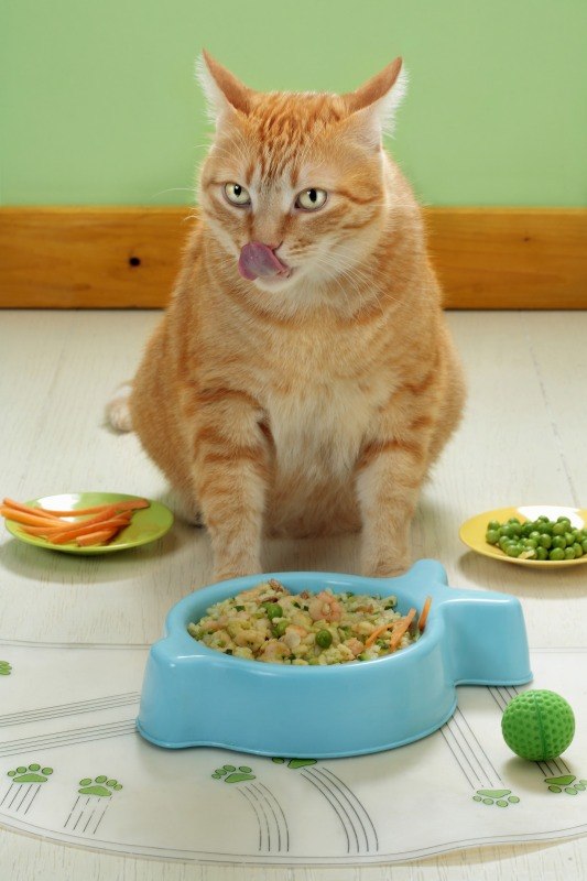 PREPARAZIONE PER GATTO + ARTURO - 4404