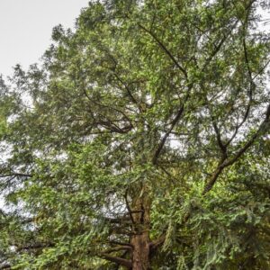TAXUS BACCATA, L, TASSO, ALLBERO DELLA MORTE, ENGLISH YEW, TAXACEAE, EUROPA, ASIA MINORE, AFRICA SETTENTRIONALE