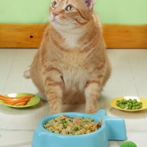 PREPARAZIONE PER GATTO + ARTURO - 4406