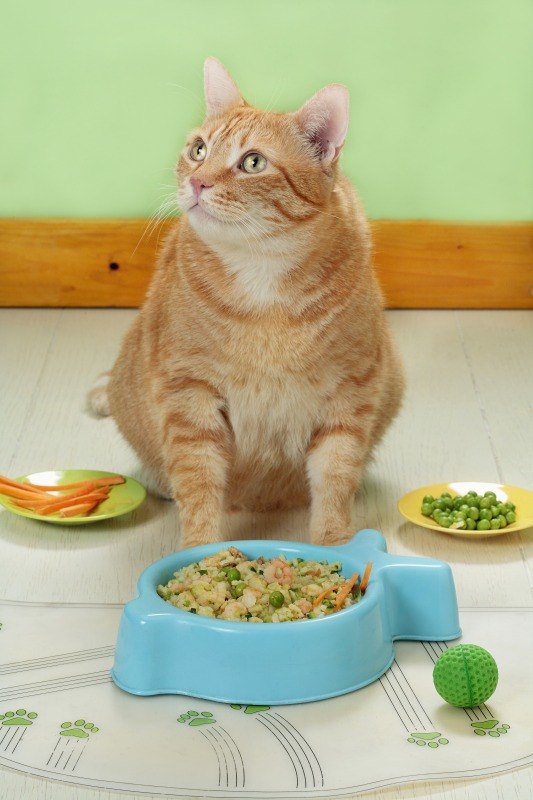 PREPARAZIONE PER GATTO + ARTURO - 4406