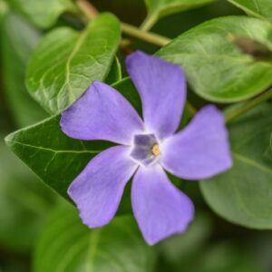 VINCA MAJOR, L, PERVINCA MAGGIORE, BIGLEAF PERIWINKLE, APOCYNACEAE,