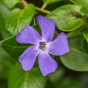 VINCA MAJOR, L, PERVINCA MAGGIORE, BIGLEAF PERIWINKLE, APOCYNACEAE,