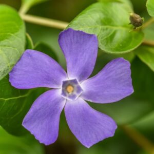 VINCA MAJOR, L, PERVINCA MAGGIORE, BIGLEAF PERIWINKLE, APOCYNACEAE,