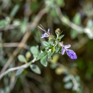 TEUCRIUM FRUTICANS, L, CAMEDRIO FEMMINA, SHRUBBY GERMANDER, LAMIACEAE, REGIONE MEDITERRANEA OCCIDENTALE