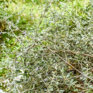 TEUCRIUM FRUTICANS, L, CAMEDRIO FEMMINA, SHRUBBY GERMANDER, LAMIACEAE, REGIONE MEDITERRANEA OCCIDENTALE
