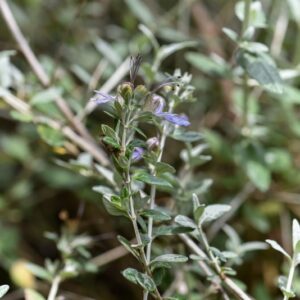 TEUCRIUM FRUTICANS, L, CAMEDRIO FEMMINA, SHRUBBY GERMANDER, LAMIACEAE, REGIONE MEDITERRANEA OCCIDENTALE