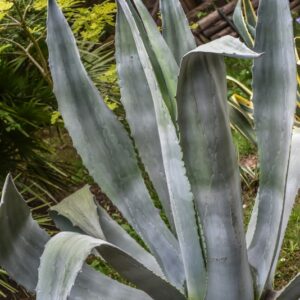 4417-AGAVE AMERICANA, L, CENTURYPLANT, AGAVACEAE, MESSICO
