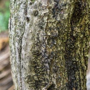 OLEA EUROPEA, OLIVO, OLIVE TREE, OLEACEAE, REGIONI MEDITERRANEE - 4419