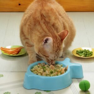 4420_PREPARAZIONE_PER_GATTO_+_ARTURO.JPG