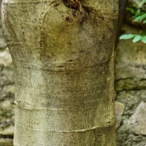 FICUS CARICA, FICO COMUNE, FIG TREE, MORACEAE, REGIONI MEDITERRANEE, ASIA - 4421