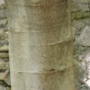 FICUS CARICA, FICO COMUNE, FIG TREE, MORACEAE, REGIONI MEDITERRANEE, ASIA - 4422
