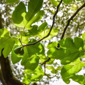 FICUS CARICA, FICO COMUNE, FIG TREE, MORACEAE, REGIONI MEDITERRANEE, ASIA - 4424