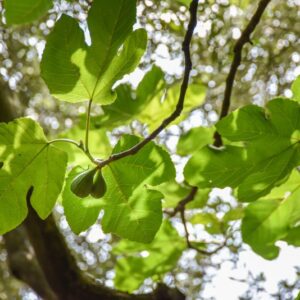 FICUS CARICA, FICO COMUNE, FIG TREE, MORACEAE, REGIONI MEDITERRANEE, ASIA - 4423