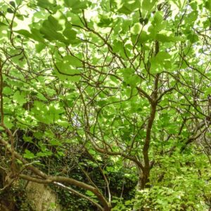 FICUS CARICA, FICO COMUNE, FIG TREE, MORACEAE, REGIONI MEDITERRANEE, ASIA - 4425