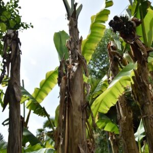 MUSA BASJOO, BANANO GIAPPONESE, HARDY BANANA, MUSACEAE, CHINA, GIAPPONE - 4431