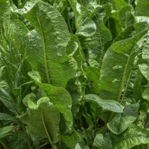 ARMORACIA RUSTICANA, RAFANO, CREN, HORSERADISH, BRASSICACEAE, EUROPA CENTRO ORIENTALE