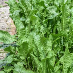 ARMORACIA RUSTICANA, RAFANO, CREN, HORSERADISH, BRASSICACEAE, EUROPA CENTRO ORIENTALE