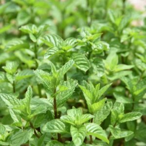 MENTA PIPERITA, MENTHA X PIPERITA, PEPPERMINT, EUROPA, LAMIACEAE - 4439