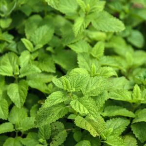 MELISSA OFFICINALIS, L, MELISSA, LEMON BALM, LAMIACEAE, MEDITERRANEO, ASIA OCCIDENTALE - 4437