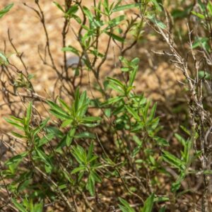 SATUREJA SPICIGERA, SANTOREGGIA INVERNALE, LAMIACEAE, MEDITERRANEO ORIENTALE - 4441