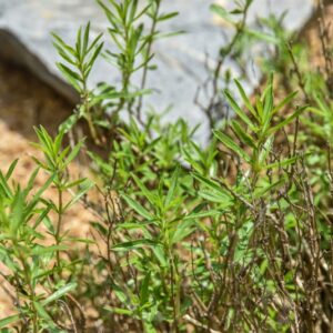 SATUREJA SPICIGERA, SANTOREGGIA INVERNALE, LAMIACEAE, MEDITERRANEO ORIENTALE - 4442