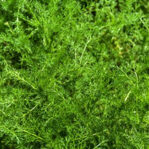 PLANTAGO CORONOPUS, L, PIANTAGGINE BARBATELLA, BUCK'S-HORN PLANTAIN, PLANTAGINACEAE, EURO-MEDITERRANEA - 4446