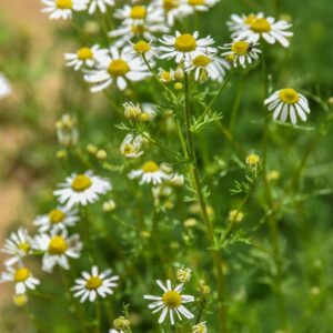 CHAMAEMELUM NOBILE, L, CAMOMILLA ROMANA, CHAMOMILE, ASTERACEAE, EUROPA OCCIDENTALE