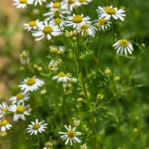 CHAMAEMELUM NOBILE, L, CAMOMILLA ROMANA, CHAMOMILE, ASTERACEAE, EUROPA OCCIDENTALE