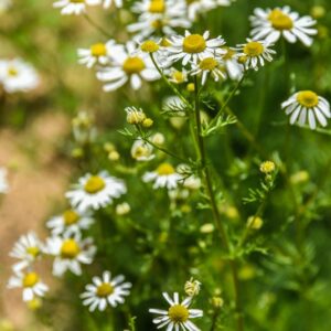 CHAMAEMELUM NOBILE, L, CAMOMILLA ROMANA, CHAMOMILE, ASTERACEAE, EUROPA OCCIDENTALE