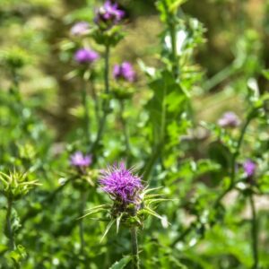 SILYBUM MARIANUM, L, CARDO MARIANO, BLESSED MILKTHISTLE, ASTERACEAE, AREA MEDITERRANEA