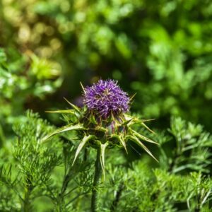 SILYBUM MARIANUM, L, CARDO MARIANO, BLESSED MILKTHISTLE, ASTERACEAE, AREA MEDITERRANEA - 4453