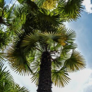 TRACHYCARPUS FORTUNEI, PALMA CINESE, WINDMILL PALM, CHINA, BIRMANIA, ARECACEAE