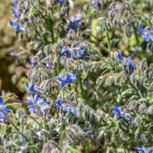 BORAGO OFFICINALIS, BORRAGINE COMUNE, BORAGE, BORAGINACEAE, EURO MEDITERRANEA