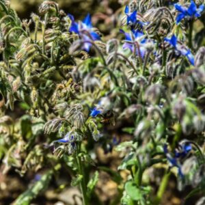 BORAGO OFFICINALIS, BORRAGINE COMUNE, BORAGE, BORAGINACEAE, EURO MEDITERRANEA