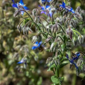 BORAGO OFFICINALIS, BORRAGINE COMUNE, BORAGE, BORAGINACEAE, EURO MEDITERRANEA
