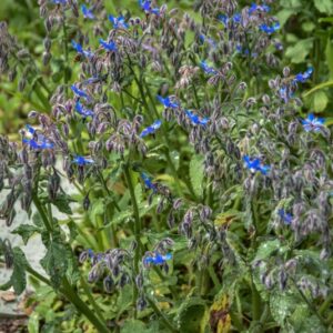 BORAGO OFFICINALIS, BORRAGINE COMUNE, BORAGE,BORAGINACEAE, EURO MEDITERRANEA