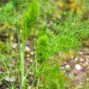 FOENICULUM VULGARE, FINOCCHIO SELVATICO, FENNEL, APIACEAE, MEDITERRANEO - 4446