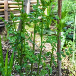 GLYCYRRHIZA GLABRA, L, LIQUIRIZIA COMUNE, LIQUORICE, FABACEAE, AREA MEDITERRANEA - 4465