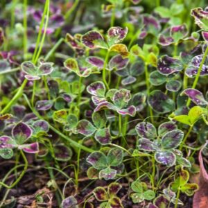 TRIFOLIO REPENS L, ATROPURPUREUM, TRIFOGLIO RAMPICANTE, FABACEAE, EURASIA