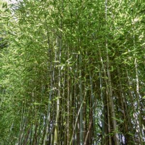 PHYLLOSTACHYS BAMBUSOIDES, BAMBÙ RETICOLATO, GIANT TIMBER BAMBOO, POACEAE, CHINA, GIAPPONE - 4480