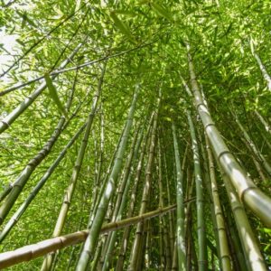 PHYLLOSTACHYS BAMBUSOIDES, BAMBÙ RETICOLATO, GIANT TIMBER BAMBOO, POACEAE, CHINA, GIAPPONE - 4481