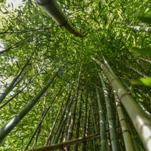 PHYLLOSTACHYS BAMBUSOIDES, BAMBÙ RETICOLATO, GIANT TIMBER BAMBOO, POACEAE, CHINA, GIAPPONE - 4482
