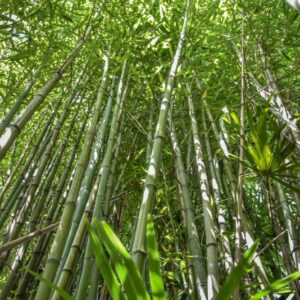 PHYLLOSTACHYS BAMBUSOIDES, BAMBÙ RETICOLATO, GIANT TIMBER BAMBOO, POACEAE, CHINA, GIAPPONE - 4483