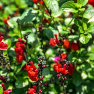 SALVIA MICROPHYLLA, BABY SAGE, GRAHAM'S SAGE, LAMIACEAE - 4485