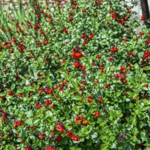 SALVIA MICROPHYLLA, BABY SAGE, GRAHAM'S SAGE, LAMIACEAE - 4486