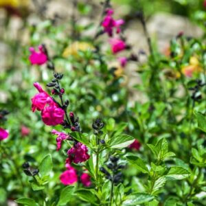 SALVIA MICROPHYLLA, KUNTH ELBA, BABY SAGE, GRAHAM'S SAGE, LAMIACEAE - 4488