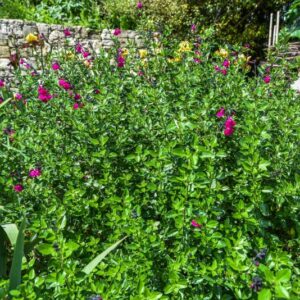 SALVIA MICROPHYLLA, KUNTH ELBA, BABY SAGE, GRAHAM'S SAGE, LAMIACEAE - 4489