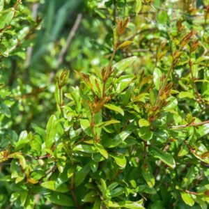 PUNICA GRANATUM, L, MELOGRANO, POMEGRANATE, LYTHRACEAE, ASIA SUD OCCIDENTALE - 4491